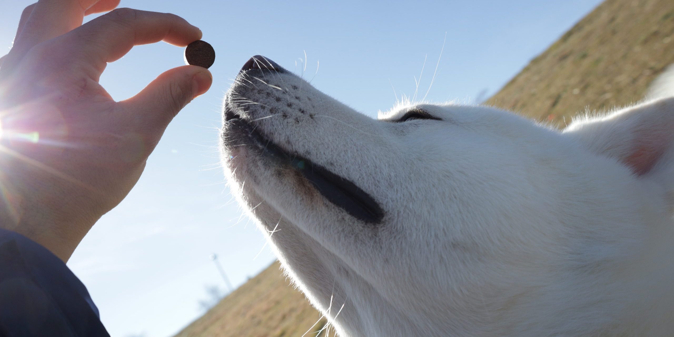 son seguros los suplementos para perros