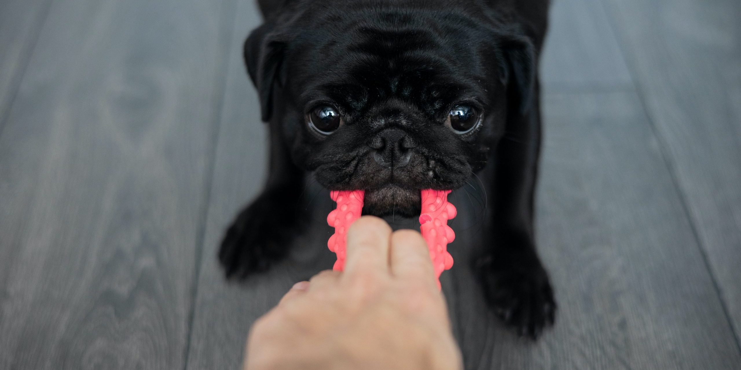 Los mejores juguetes para perros para jugar, aprender y mordisquear sin  parar