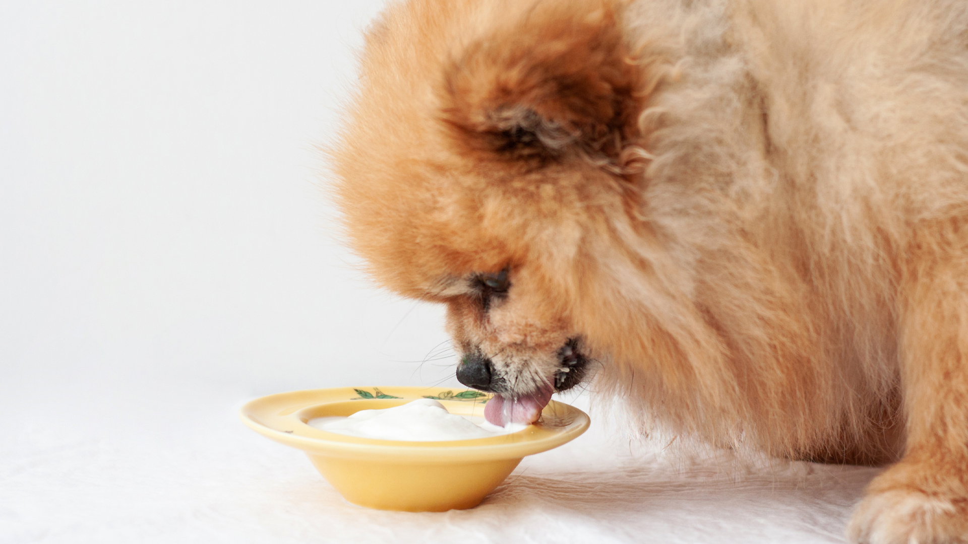 perro comiendo yogurt