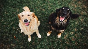 razas de perros para familias