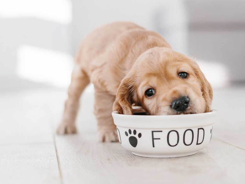 alimentación para cachorros