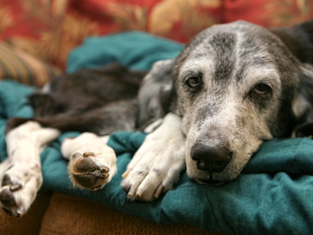 Diabetes en perros y gatos