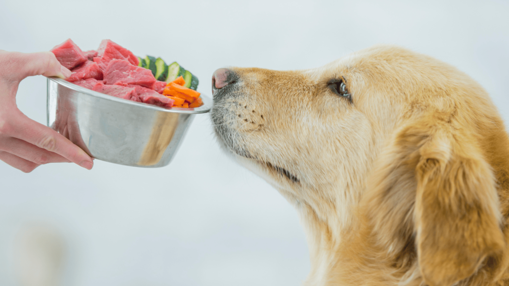 tu perro no quiere comer