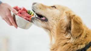 La importancia de la proteína animal en la alimentación de perros y gatos