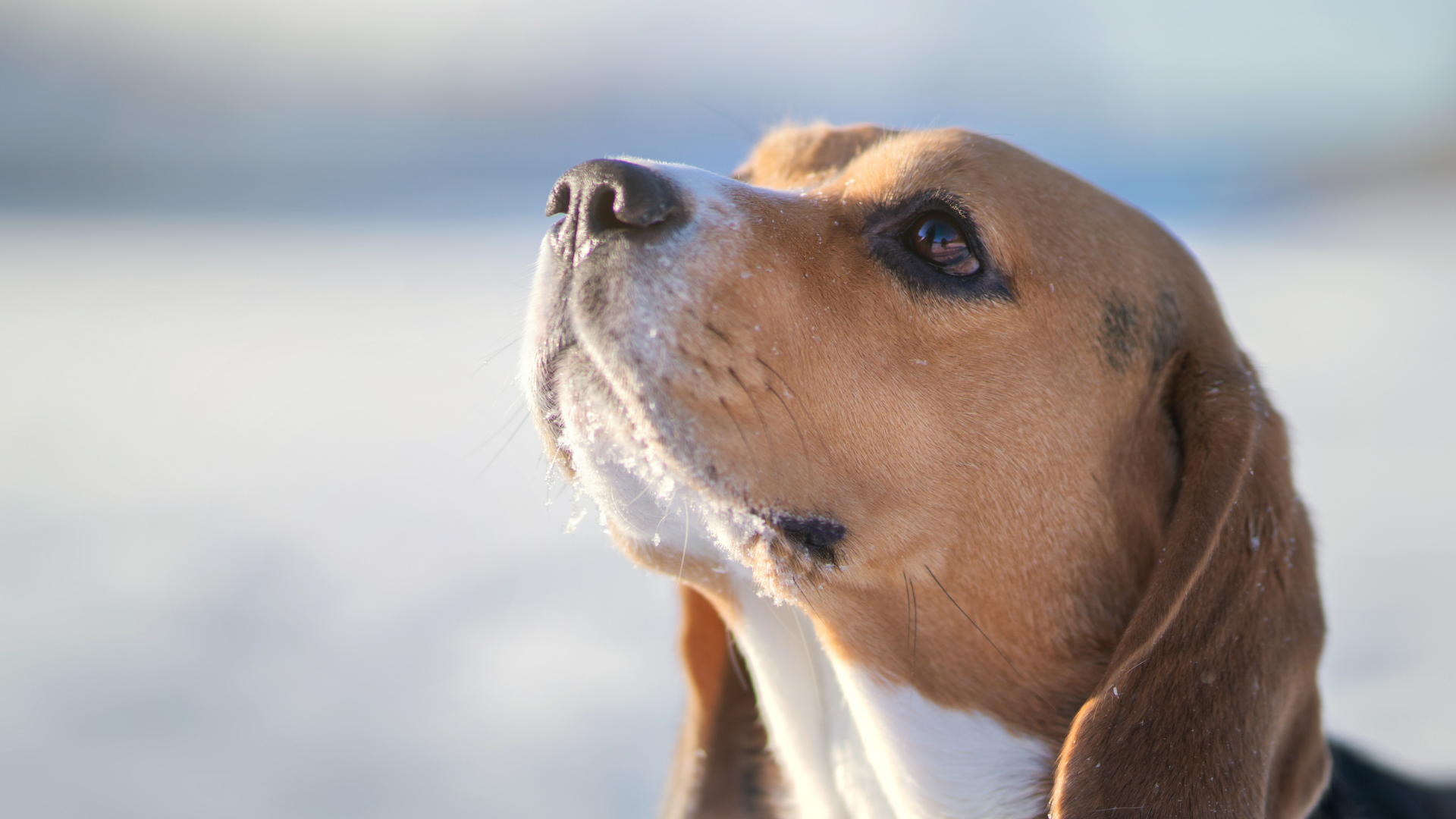 longevidad de los perros