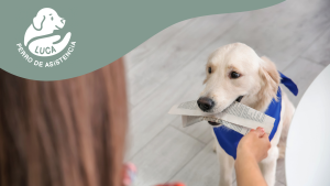 Perro de asistencia