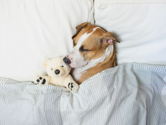 dormir con tu mascota