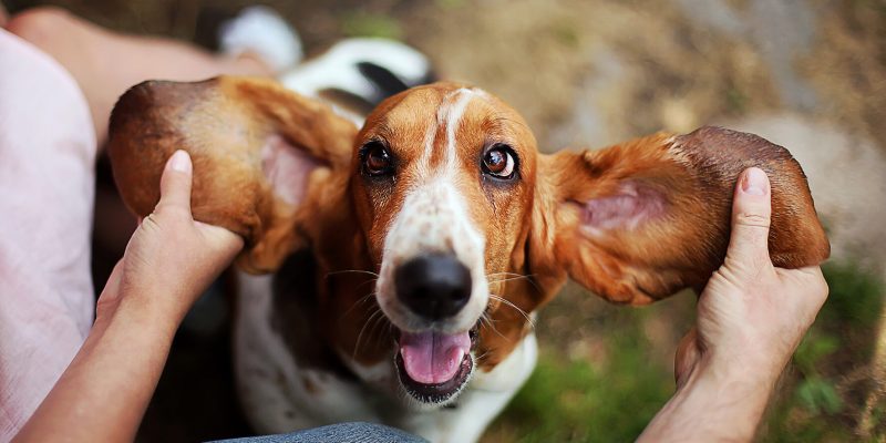 Basset hound plays with the owner. Man and woman train and playing with joyful  funny dog with ears up.