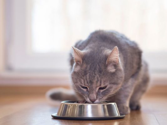 buena digestión en gatos