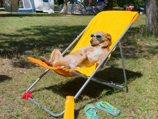 vacaciones relajantes con tu perro