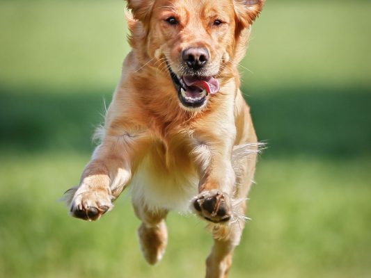 articulaciones perro sanas