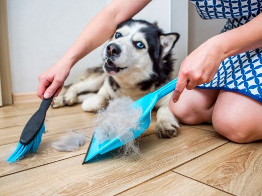 pelo y la piel de tu mascota en verano